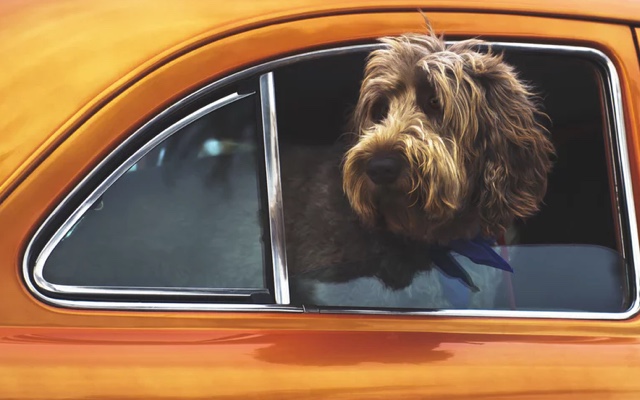 picture of a dog